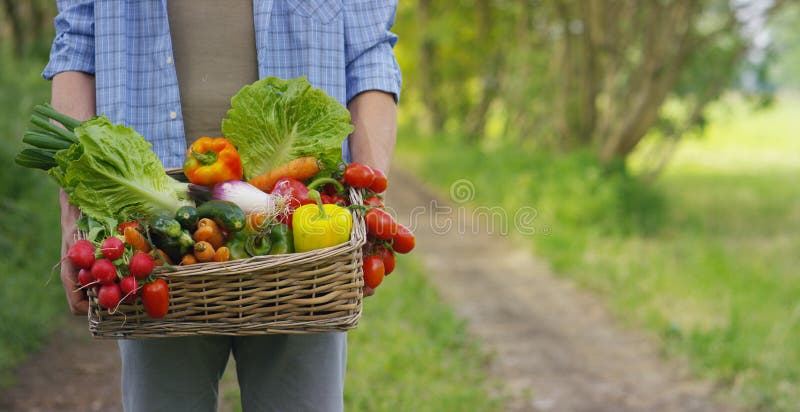 Retrato de um fazendeiro novo feliz que guarda legumes frescos em uma cesta Em um fundo da natureza o conceito do PR biológico, b