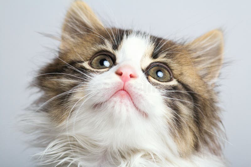 Retrato de um focinho de um gatinho preto e branco pequeno que olha acima fotografia de stock royalty free Retrato de um focinho de um gatinho preto e branco pequeno que olha acima fotografia de stock royalty free