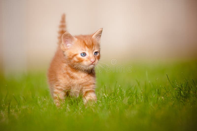 Gatinho Feliz Da Arte; Jogos Bonitos Do Gato Com Uma Borboleta Imagem de  Stock - Imagem de verde, borboleta: 99713537