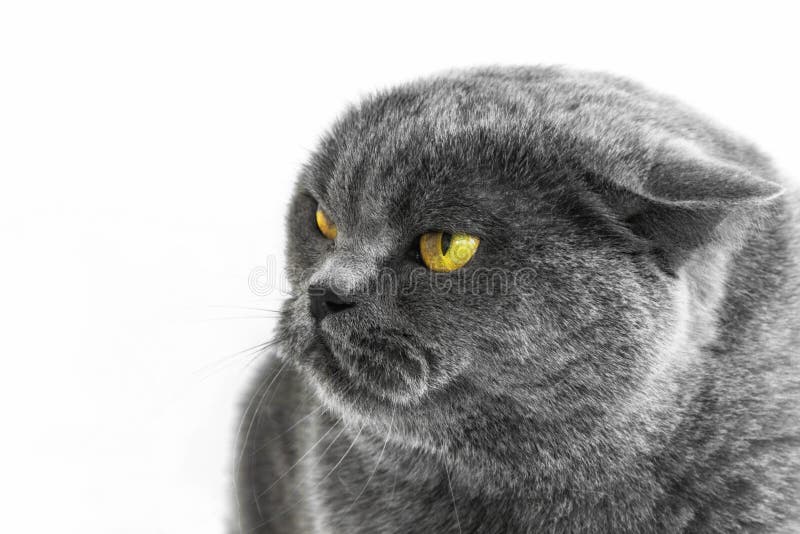 Retrato de um gato britÃ¢nico puro-sangue sobre fundo branco