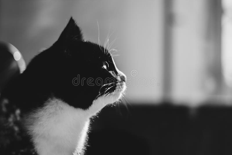 Retrato De Um Gato Preto Com Um Pescoço Branco Olhando Para O Jogo a  Distância Foto de Stock - Imagem de distância, cauda: 221727350