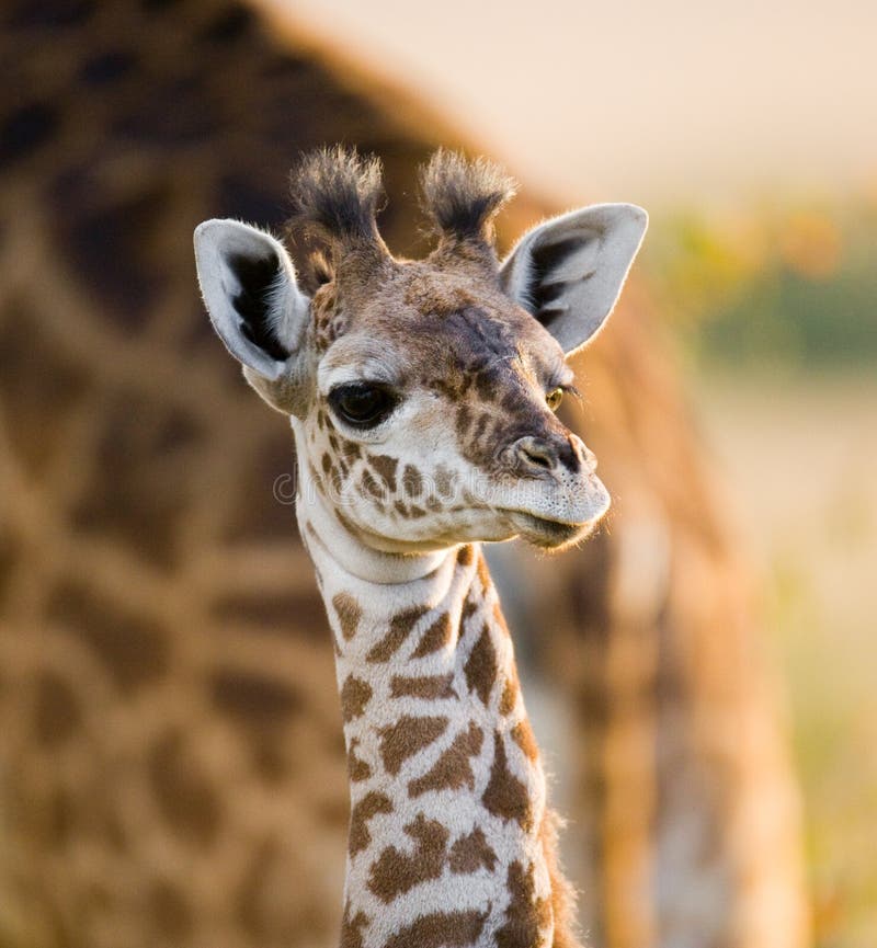 Retrato de um Giraffe do bebê kenya tanzânia East Africa imagens de stock Retrato de um Giraffe do bebê kenya tanzânia East Africa imagens de stock