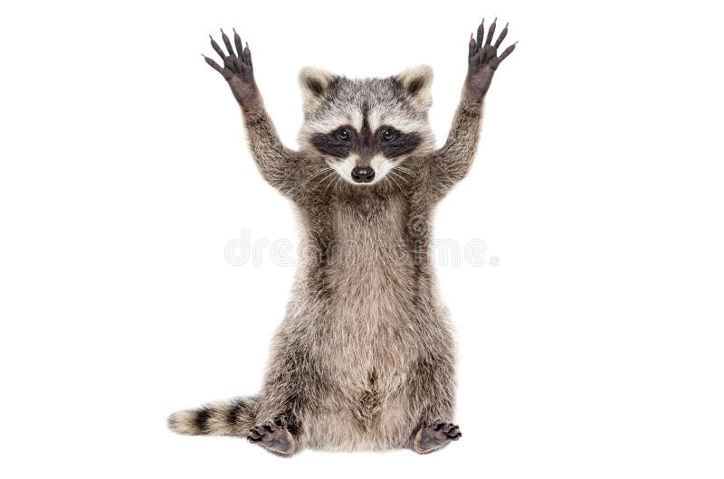 Portrait of a funny raccoon sitting with paws raised, isolated on white background. Portrait of a funny raccoon sitting with paws raised, isolated on white background