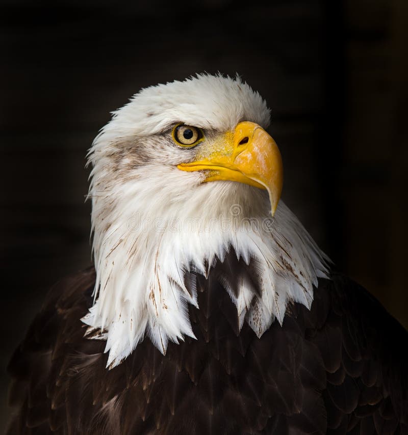 Retrato de um leucocephalus calvo de Eagle Haliaeetus imagem de stock Retrato de um leucocephalus calvo de Eagle Haliaeetus imagem de stock