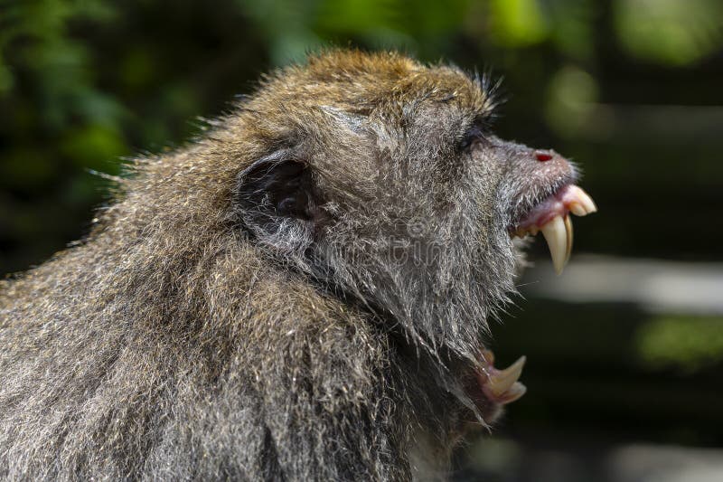 Macaco Chimpanzé Retrato Ao Ar Livre Foto de Stock - Imagem de dentes,  animal: 272533470