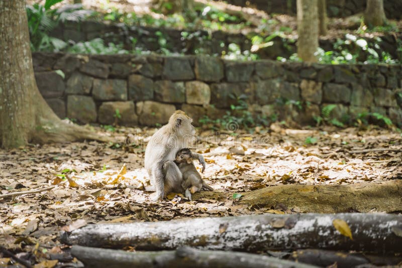 Compilação Macacos Fofos e Engraçados #02 - Bebê macaco 😍😆, Compilação Macacos  Fofos e Engraçados #02 - Bebê macaco 😍😆, By Bebê macaco Natureza