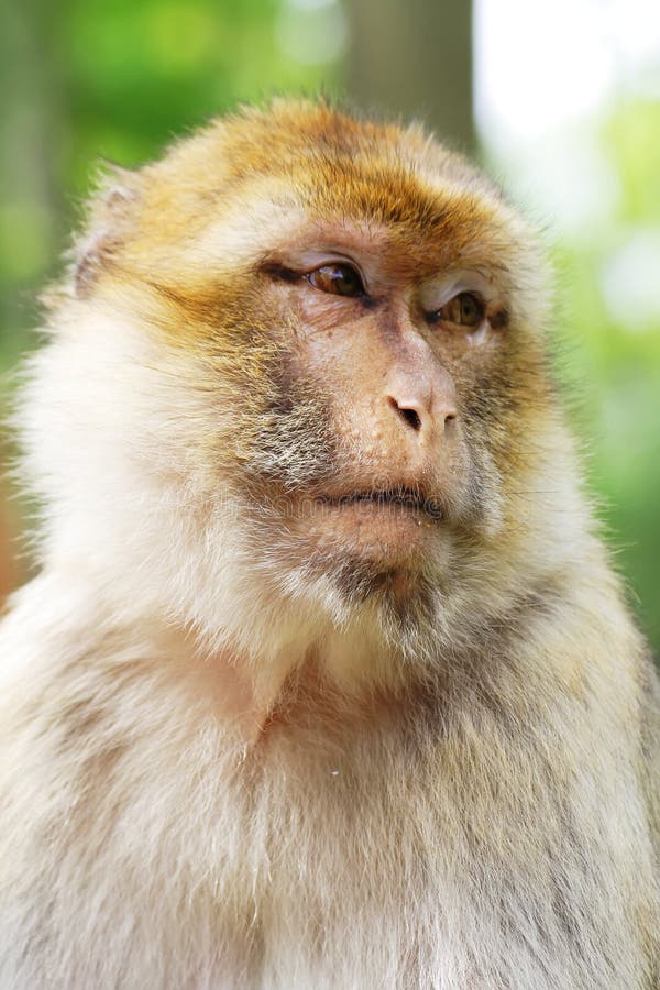 Macaco Chimpanzé Isolado Em Branco Foto de Stock - Imagem de tiro, isolado:  246964868