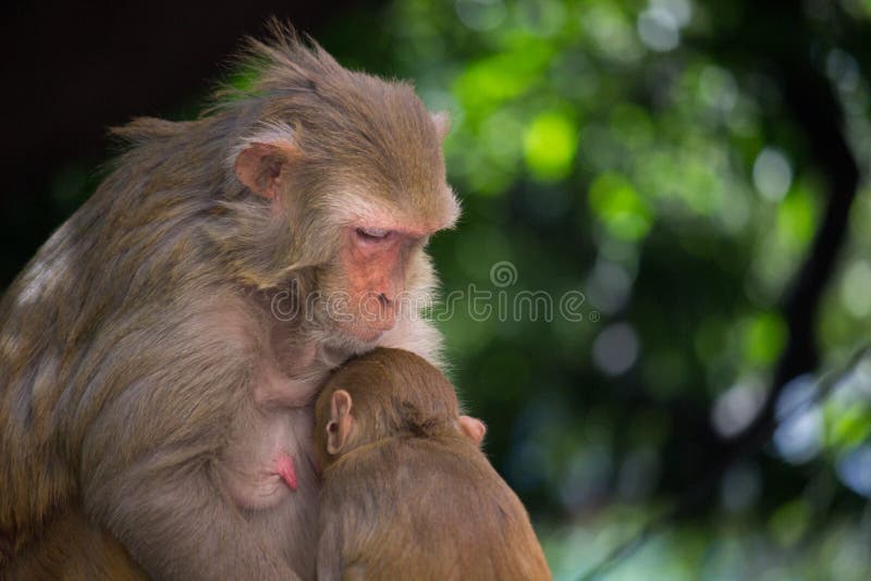 Macaco Bebê Fofo Olhando Para a Câmera Curiosamente Imagem de Stock -  Imagem de matriz, animal: 223994257