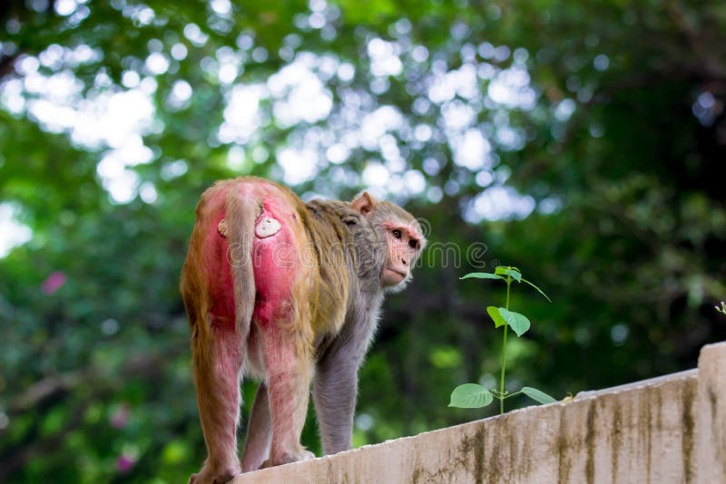 Macaco Bebê Fofo Olhando Para a Câmera Curiosamente Imagem de Stock -  Imagem de matriz, animal: 223994257