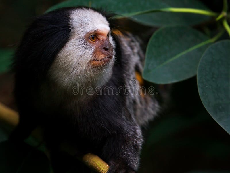 Bebê Branco-dirigido Do Sagui Foto de Stock - Imagem de macaco