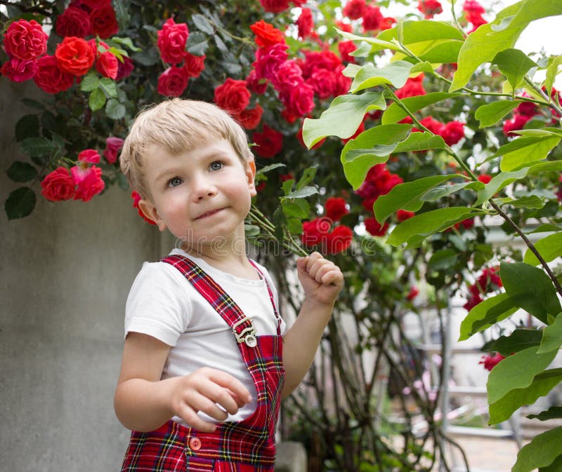 Cute boy 4 years old in plaid overalls and white T-shirt near bush of blooming red roses. Valentine`s Day, Mother`s Day. Hello summer. enjoy beauty of nature. Complementary colors red and green. Cute boy 4 years old in plaid overalls and white T-shirt near bush of blooming red roses. Valentine`s Day, Mother`s Day. Hello summer. enjoy beauty of nature. Complementary colors red and green