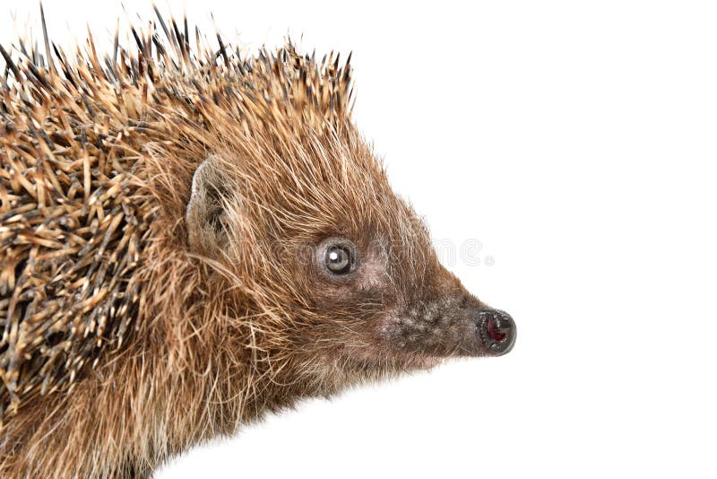 Retrato de um ouriço fofo e curioso fotos de stock royalty free