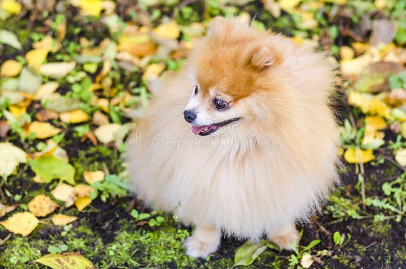 Retrato de um pequeno gengibre panomeraniano fluffy derramado sobre um fundo de outono com folhas caídas Um cão inteligente olha fotografia de stock royalty free Retrato de um pequeno gengibre panomeraniano fluffy derramado sobre um fundo de outono com folhas caídas Um cão inteligente olha fotografia de stock royalty free