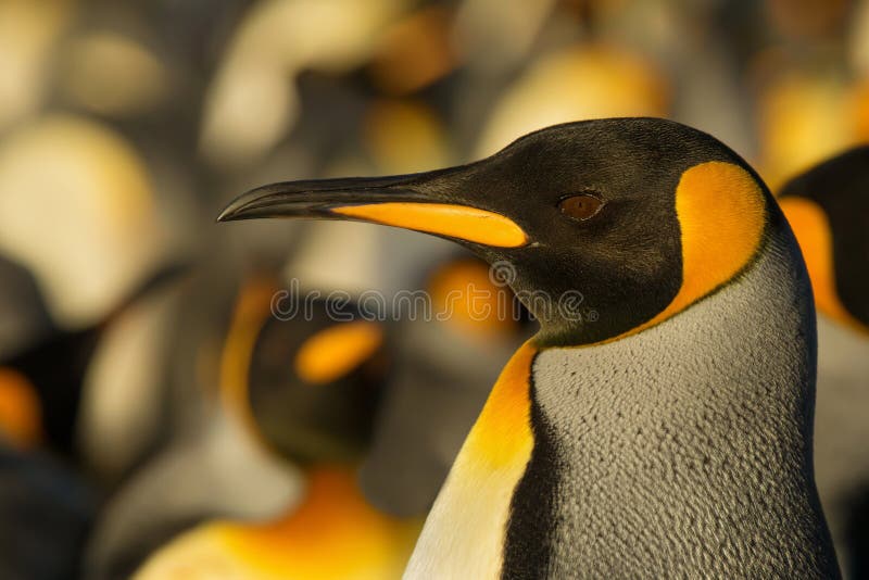 Retrato de um pinguim de rei adulto perto da colônia foto de stock royalty free Retrato de um pinguim de rei adulto perto da colônia foto de stock royalty free