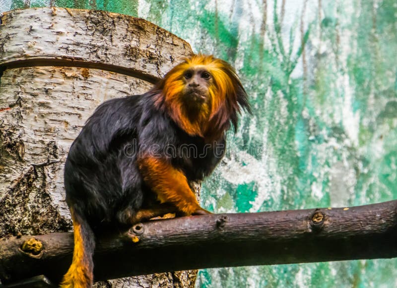 Macaco-sagui Numa árvore Na Natureza Imagem de Stock - Imagem de verde,  comum: 263090543