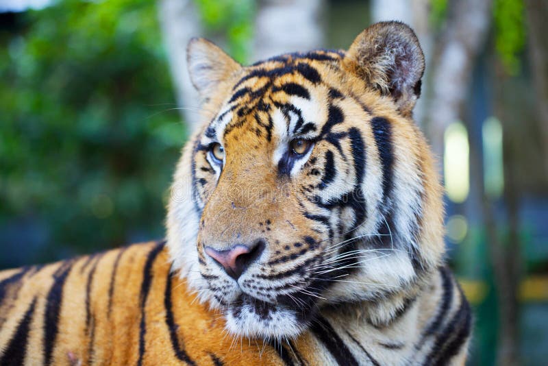Retrato de um tigre de Bengal P foto de stock Retrato de um tigre de Bengal P foto de stock