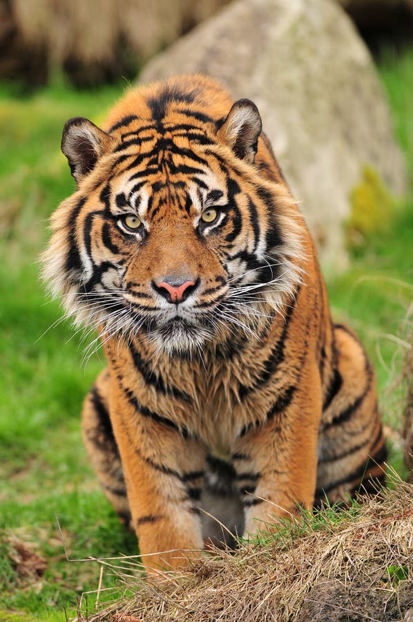 Retrato de um tigre curioso imagem de stock royalty free Retrato de um tigre curioso imagem de stock royalty free