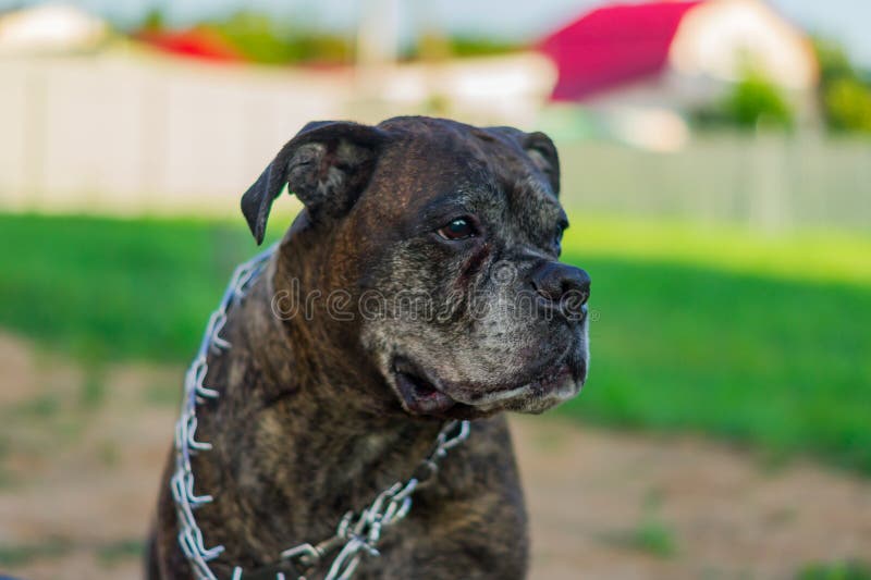 Retrato de um velho boxeador alemão na rua imagens de stock royalty free