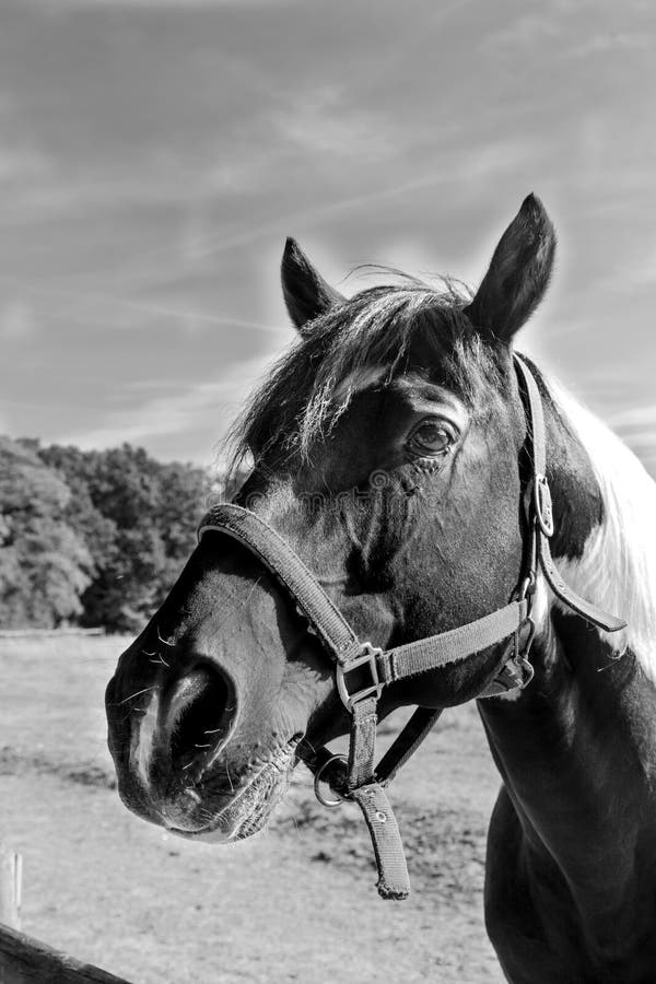 Cavalo Que Olha A Câmera Na Frente Do Fundo Branco Foto Royalty Free,  Gravuras, Imagens e Banco de fotografias. Image 18179506