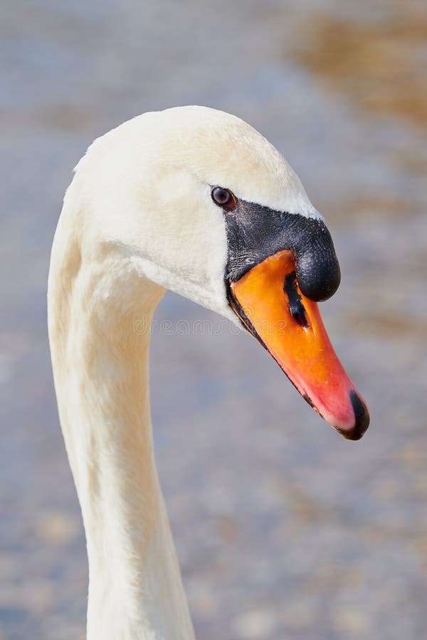 Retrato de uma cisne muda imagens de stock Retrato de uma cisne muda imagens de stock