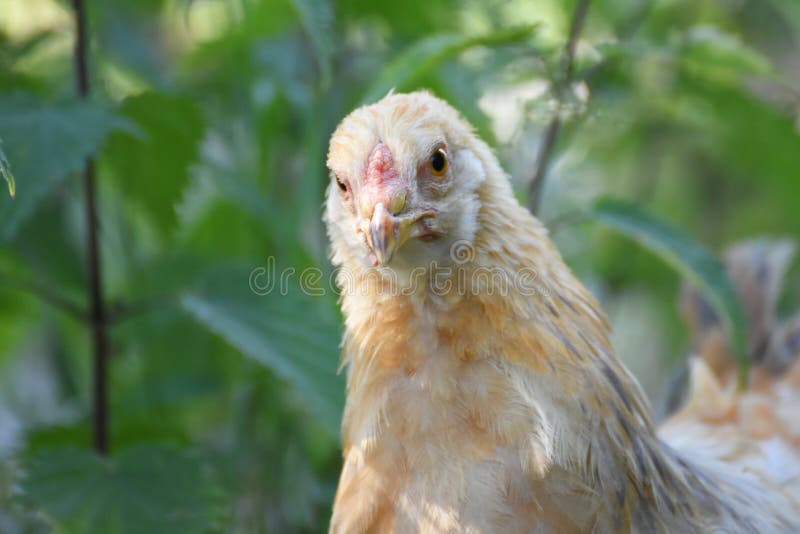 Retrato De Frango Branco Grande Frango Brava Galinha Linda Galinha Brava  Galinha Brava Com Grande Galinha Vermelha Coberto Prado Foto de Stock -  Imagem de pena, orgânico: 206664044