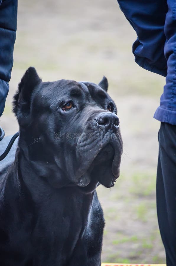 Retrato de uma raça poderosa Cane Corso do cão preto Olhar seguro esperto na distância Tiro a nível do olho de um cão foto de stock royalty free Retrato de uma raça poderosa Cane Corso do cão preto Olhar seguro esperto na distância Tiro a nível do olho de um cão foto de stock royalty free