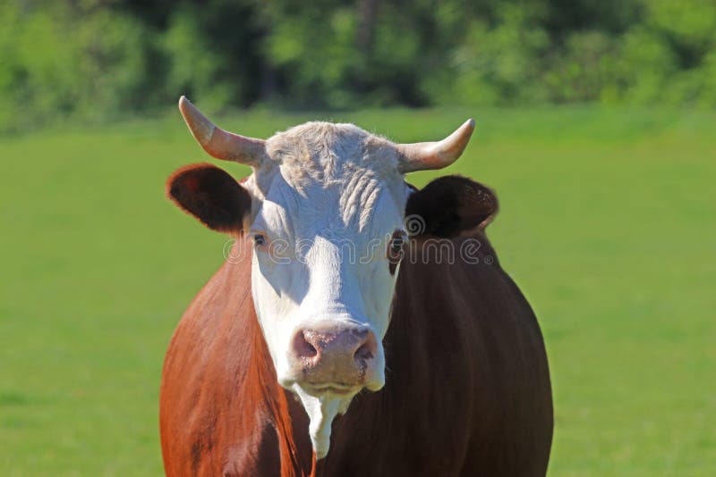 Retrato de uma vaca do simmental que olha a câmera imagem de stock royalty free Retrato de uma vaca do simmental que olha a câmera imagem de stock royalty free