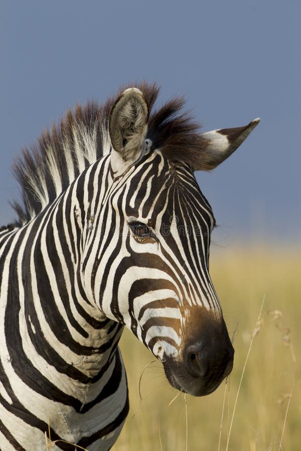Retrato de uma zebra, Maasai Mara, Kenya