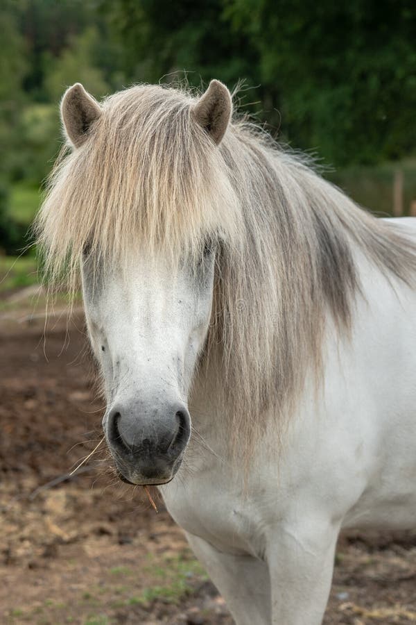 Retrato de un caballo islandés blanco con la melena gris larga imagenes de archivo Retrato de un caballo islandés blanco con la melena gris larga imagenes de archivo