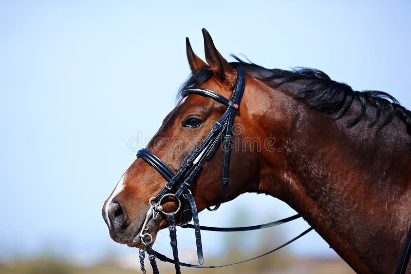 Retrato de un caballo marrón de los deportes. fotografía de archivo Retrato de un caballo marrón de los deportes. fotografía de archivo
