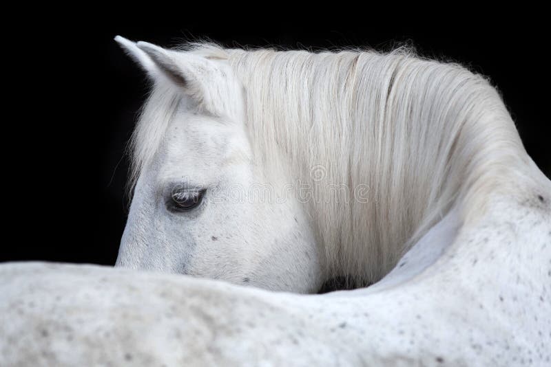 Retrato de un caballo árabe en fondo negro imagen de archivo libre de regalías Retrato de un caballo árabe en fondo negro imagen de archivo libre de regalías