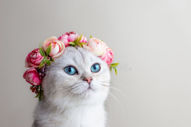 Retrato de un encantador gato blanco con una corona de flores rosas sobre un fondo gris imágenes de archivo libres de regalías