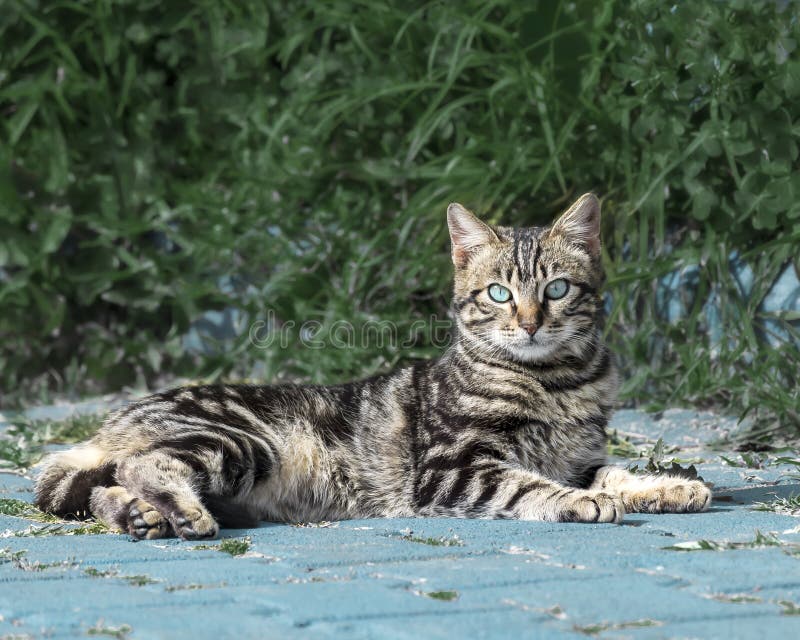 Retrato de un gatito mullido rayado gris hermoso con los ojos azules, mintiendo contra un arbusto verde y mirando en la cámara foto de archivo Retrato de un gatito mullido rayado gris hermoso con los ojos azules, mintiendo contra un arbusto verde y mirando en la cámara foto de archivo