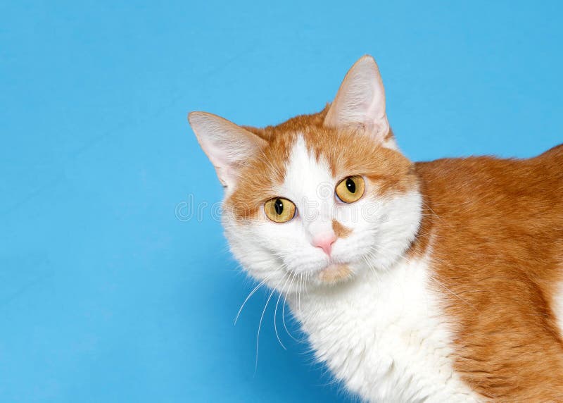 Retrato de un gato anaranjado y blanco que mira de lado el espectador imágenes de archivo libres de regalías Retrato de un gato anaranjado y blanco que mira de lado el espectador imágenes de archivo libres de regalías