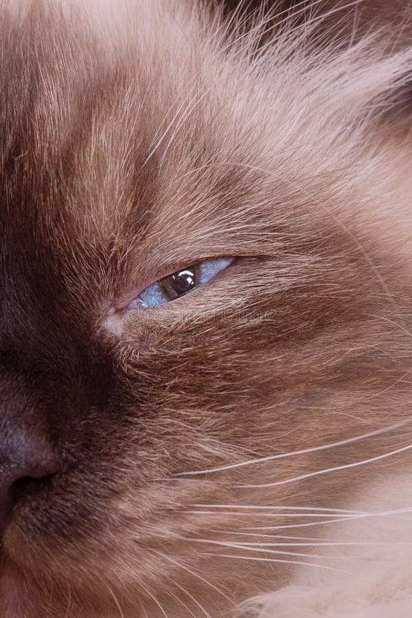 Retrato de un gato beige de color marrón. un gato de la raza mascarada de neva. parte de la cara de un gato foto de archivo libre de regalías