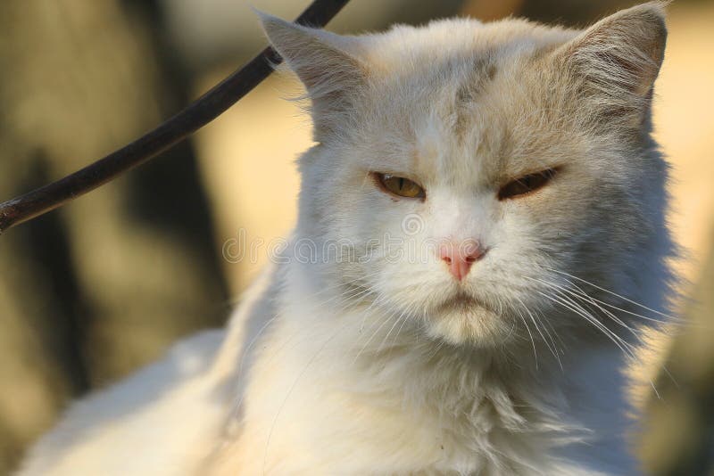 Retrato de un gato beige lindo Fondo enmascarado imágenes de archivo libres de regalías Retrato de un gato beige lindo Fondo enmascarado imágenes de archivo libres de regalías