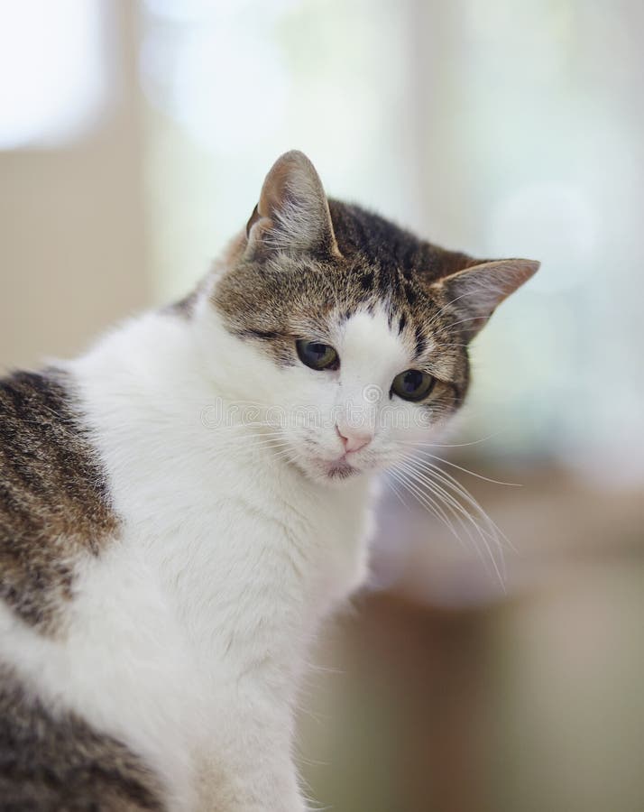 Retrato de un gato de un color blanco con los puntos rayados fotografía de archivo libre de regalías Retrato de un gato de un color blanco con los puntos rayados fotografía de archivo libre de regalías