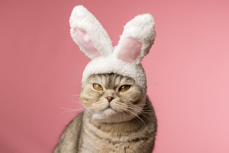 Retrato de un gato disgustado con orejas de conejo