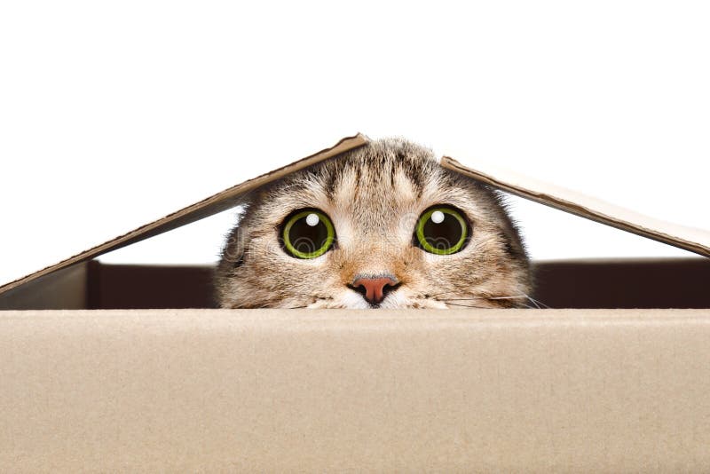 Retrato de un gato divertido que mira fuera de la caja foto de archivo libre de regalías