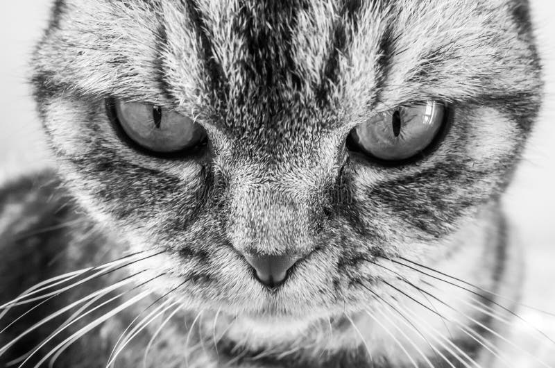 Retrato de un gato escocés del doblez, foto blanco y negro foto de archivo libre de regalías Retrato de un gato escocés del doblez, foto blanco y negro foto de archivo libre de regalías