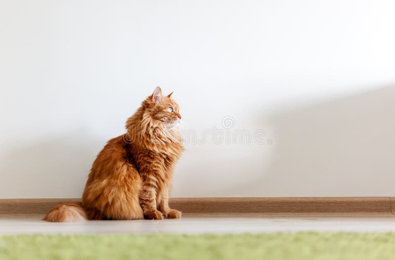 Retrato de un gato mullido rojo hermoso divertido con los ojos verdes adentro fotografía de archivo Retrato de un gato mullido rojo hermoso divertido con los ojos verdes adentro fotografía de archivo