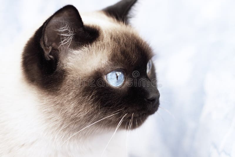Portrait of a Siamese cat on a blue background. Portrait of a Siamese cat on a blue background