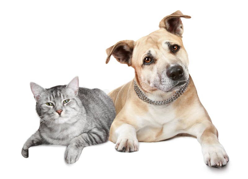 Portrait of a cat and dog. Isolated on a white background. Portrait of a cat and dog. Isolated on a white background