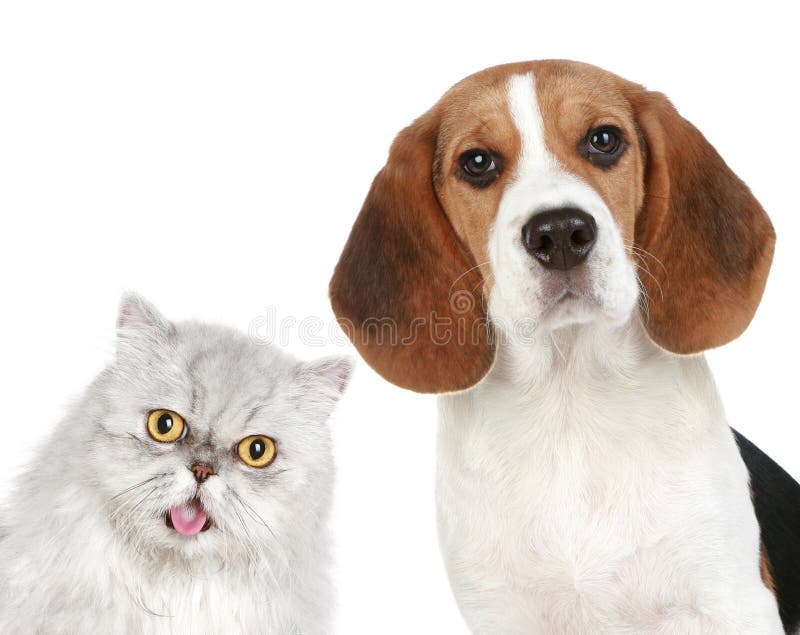 Portrait of a cat and dog on a white background. Portrait of a cat and dog on a white background