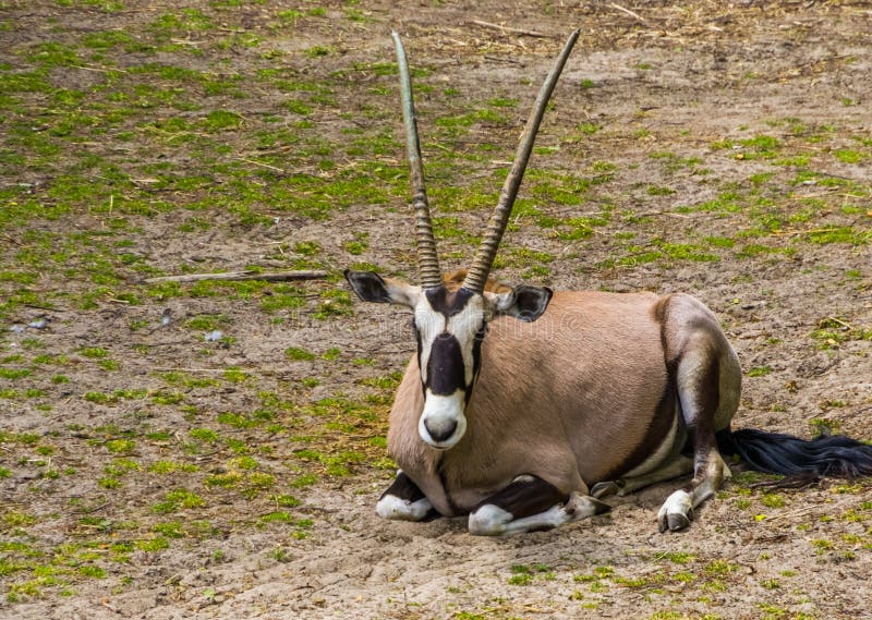 Retrato de un gemsbok, especie animal común del primer del desierto de Kalahari de África fotos de archivo libres de regalías Retrato de un gemsbok, especie animal común del primer del desierto de Kalahari de África fotos de archivo libres de regalías