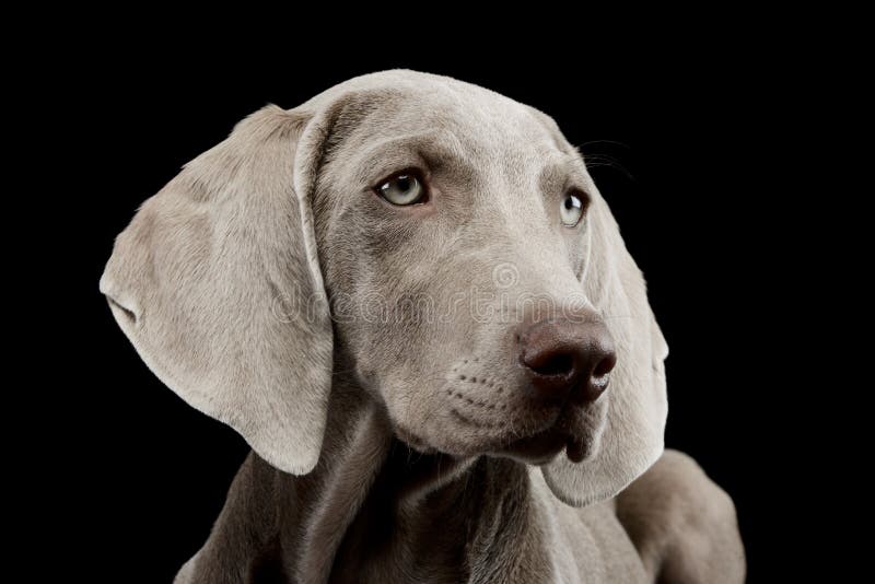 Portrait of a beautiful Weimaraner with dazzling eyes on black background. Portrait of a beautiful Weimaraner with dazzling eyes on black background