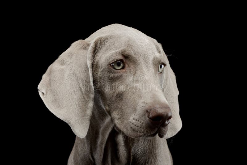 Portrait of a beautiful Weimaraner with dazzling eyes on black background. Portrait of a beautiful Weimaraner with dazzling eyes on black background