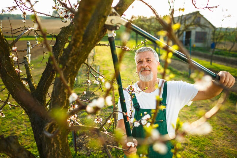 Retrato de un hombre mayor hermoso que cultiva un huerto en su jardín fotos de archivo Retrato de un hombre mayor hermoso que cultiva un huerto en su jardín fotos de archivo