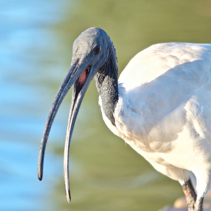 Retrato de un Ibis sagrado africano imagen de archivo libre de regalías Retrato de un Ibis sagrado africano imagen de archivo libre de regalías