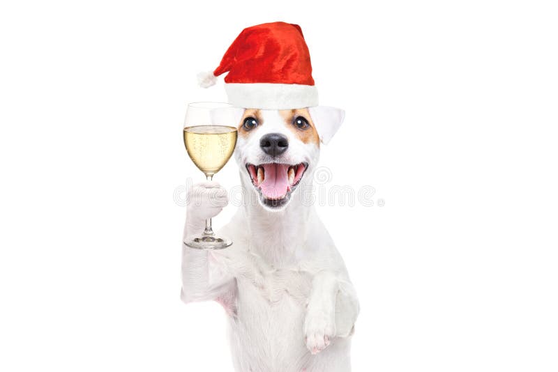 Retrato de un lindo gato russell terrier perro con un sombrero de navidad con una copa de champán en las manos imagenes de archivo